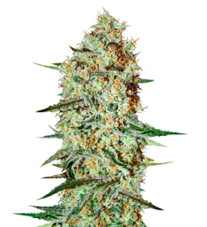 1718263869278.png 1718263869278.png