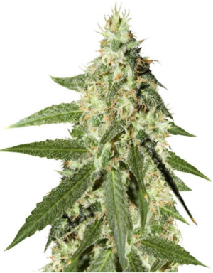 amnesia auto.png amnesia auto.png