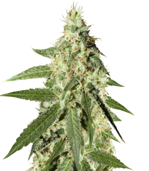 1718644782915.png 1718644782915.png