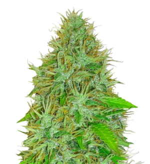 1718725729831.png 1718725729831.png