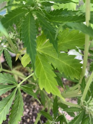 IMG_0782.jpeg IMG_0782.jpeg