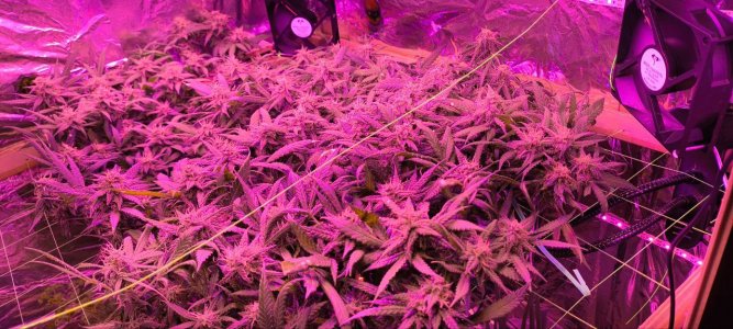 photo1719148012 (2).jpeg