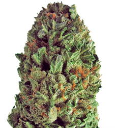 1719236239329.png 1719236239329.png