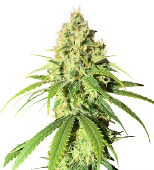 1719236242851.png 1719236242851.png