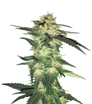 1719581698308.png 1719581698308.png