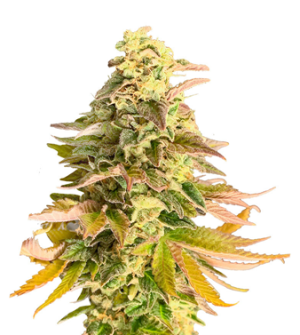 1719581702552.png 1719581702552.png