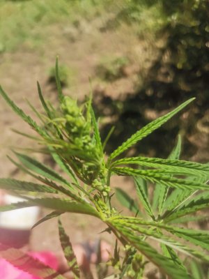 IMG_20240704_141739.jpg IMG_20240704_141739.jpg