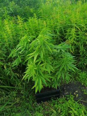 IMG_20240707_195005.jpg IMG_20240707_195005.jpg