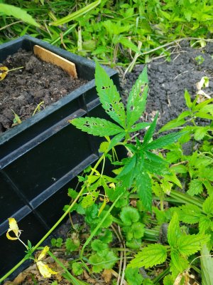 IMG_20240707_194826.jpg IMG_20240707_194826.jpg