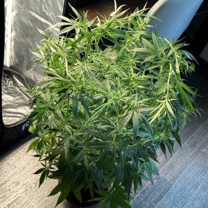 IMG_4420.jpeg IMG_4420.jpeg