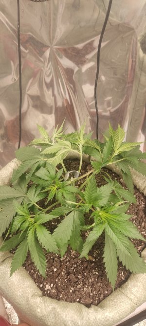 IMG_20240711_203252.jpg IMG_20240711_203252.jpg