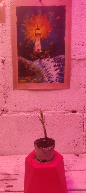 IMG_20240711_204158.jpg IMG_20240711_204158.jpg