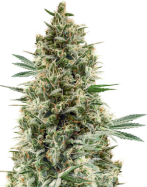 1721249937332.png 1721249937332.png