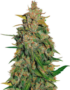 1721684941040.png 1721684941040.png