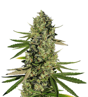 1721742299247.png 1721742299247.png