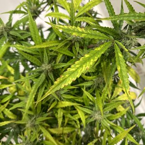 IMG_4807.jpeg IMG_4807.jpeg