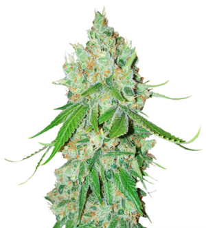 1721809100253.png 1721809100253.png