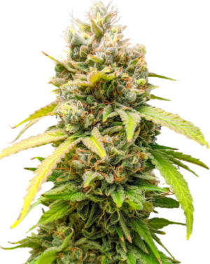 1721905655824.png 1721905655824.png