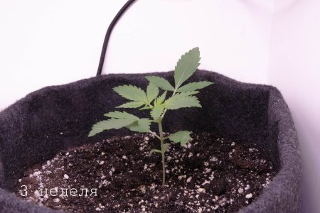 вкусняшка (4).jpg