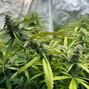 IMG_4934.jpeg IMG_4934.jpeg