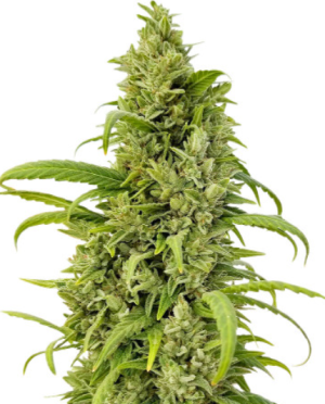 1722424407077.png 1722424407077.png