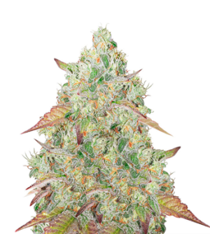 1722434127415.png 1722434127415.png