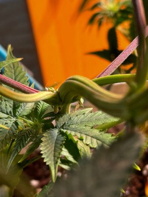 5298507751154113883.jpg 5298507751154113883.jpg