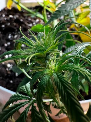 5298507751154113874.jpg 5298507751154113874.jpg