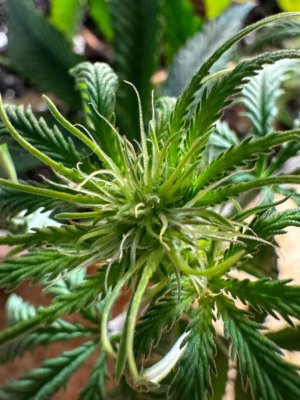 5298507751154113876.jpg 5298507751154113876.jpg