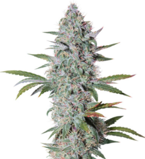 1722872399605.png 1722872399605.png