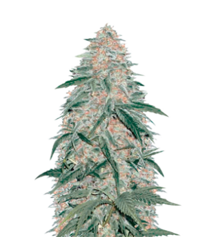 1722947935220.png 1722947935220.png