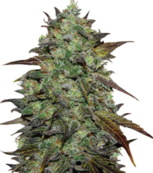 1722958927352.png 1722958927352.png