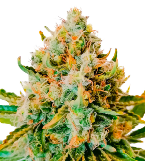 1722964712092.png 1722964712092.png