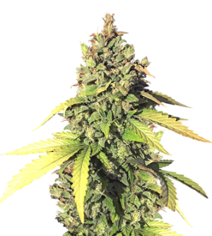 1723138816488.png 1723138816488.png