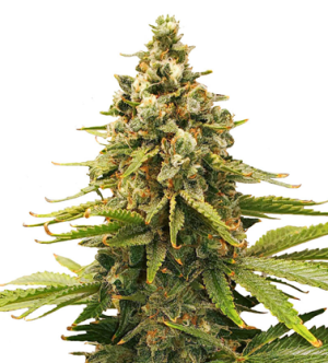 1723210329423.png 1723210329423.png