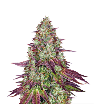 1723210333767.png 1723210333767.png