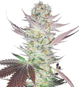 1723210351462.png 1723210351462.png