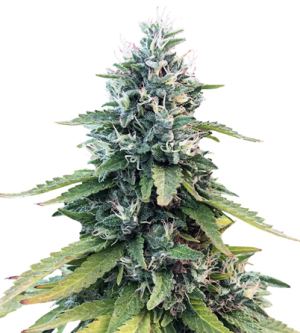 1723210355580.png 1723210355580.png