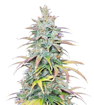 1723210362674.png 1723210362674.png