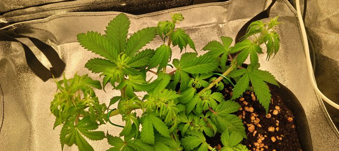 IMG20240812195247.jpg IMG20240812195247.jpg