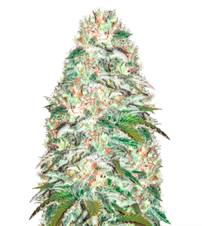 1723630504903.png 1723630504903.png