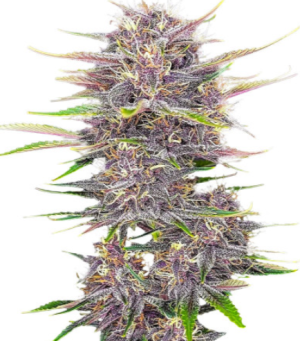 banana purple.png banana purple.png