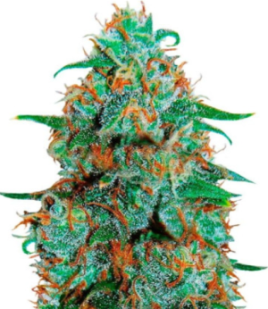 1723901106146.png 1723901106146.png