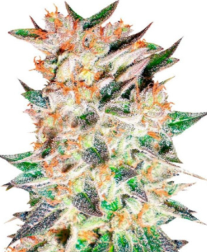 1723901231676.png 1723901231676.png