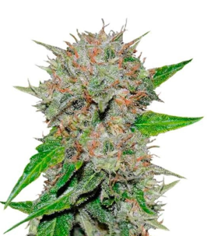 1723977689105.png 1723977689105.png