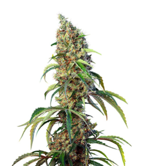 1724253459824.png 1724253459824.png