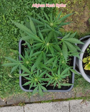 IMG_20240823_182343 (1).jpg