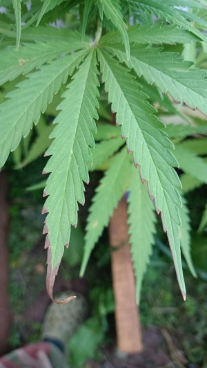 IMG_20240828_071230.jpg IMG_20240828_071230.jpg