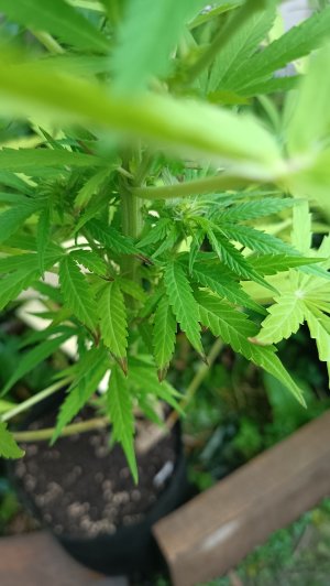 IMG_20240828_072137.jpg IMG_20240828_072137.jpg