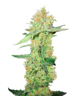 1724938772656.png 1724938772656.png